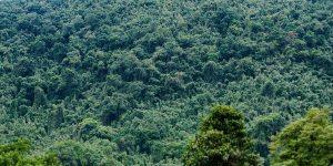 bamboo forest africa